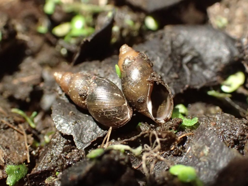 Slender Pond Snail Species Directory Freshwater Habitats Trust