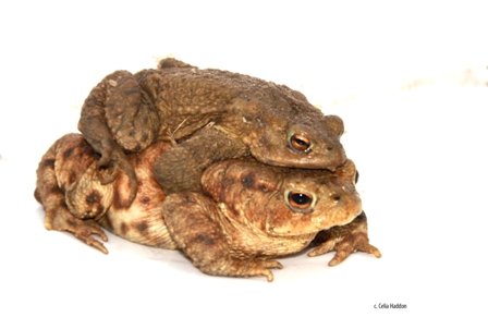 toads mating_1