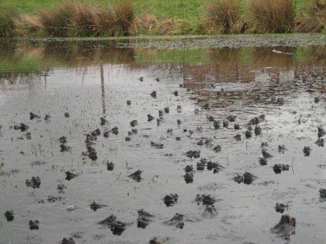 Hundreds of Common Frogs gather in a pond in Lancashire to breed.