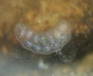 Myxas eggs cropped