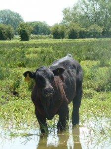 Cow wades through new ponds