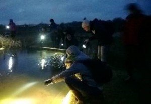 PondNet volunteers search for newts by torchlight
