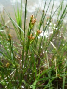 A sedge found growing in a new pond in Oxfordshire