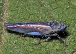 The Pondweed Leafhopper is known from just a handful of pond sites in England and Wales. Little is known about its life cycle, and finding out is a key national target for this Priority species.