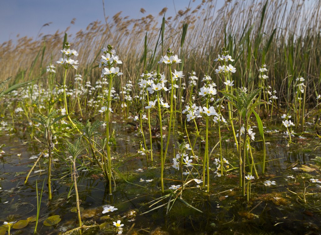 Blooming lovely! Water Violet is a Red Data Book Species - changes in water quality and drainage threaten its survival. (c) Evan Jones 