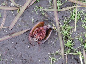 Dead tadpole shrimp Kirsty Staunton Oct 2015