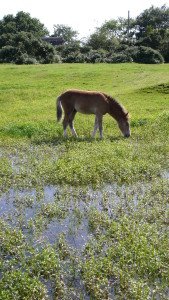 Low intensity pony grazing is a key factor in the maintenance of this pond and its special residents (c) Ian Ralphs