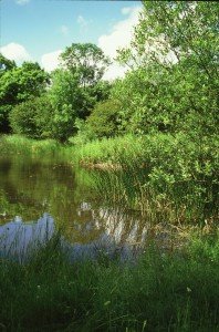 A pond at Castor Hanglands (c) Natural England/Paul Glendell 1999