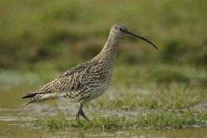The curlew (Numenius arquata ) is one of the important bird species found in Poole Harbour, a Special Protection Area.