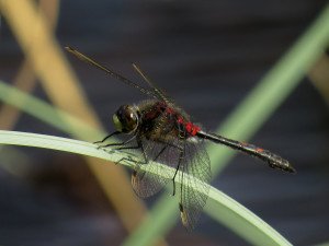 White-faced Darter, a dragonfly of northern latitudes now lost from southern Britain (c) Kari Pihlaviita on Flickr