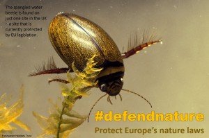 #defendnature infographic spangled water beetle
