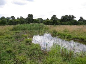 150731 Rawcliffe Meadows ponds
