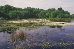 Flagship Pond site Brown Moss in the 1990s (c) Natural England