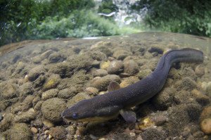 The European Eel, photographed by Jack Perks