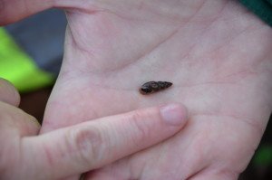 Mud Snail in hand found by PondNet volunteers