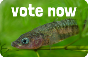 National fish vote button
