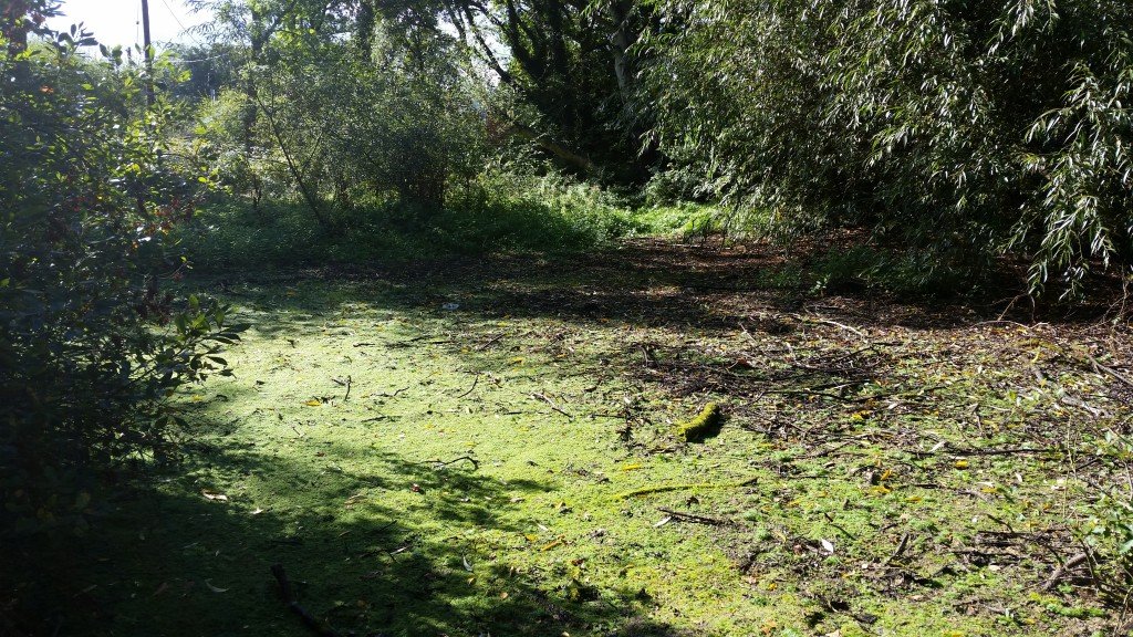 The temporary pond in September 2015, carpeted in Water Violet, is part of the PondNet network