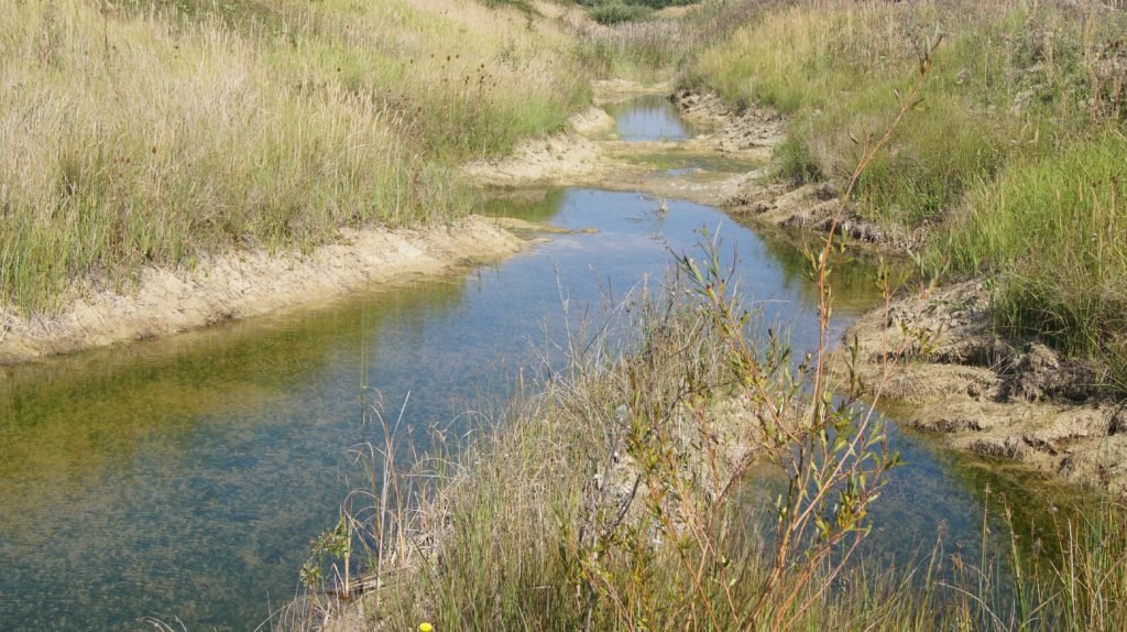 Orton Pits recently restored pond rich in charophytes (c) Liz Morrison Froglife 2015