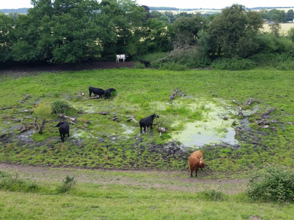cattle-in-the-pond-3-cock-marsh-2016