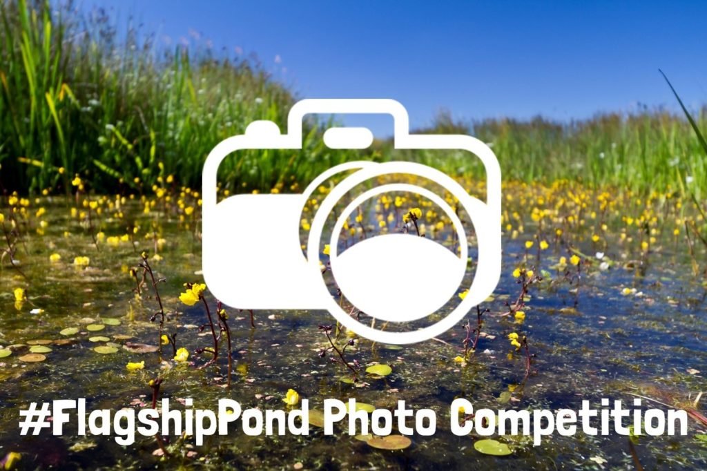 flagship-pond-photo-comp-graphic-bladderwort-01