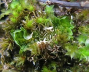 petalwort-petalophyllum-ralfsii-cropped