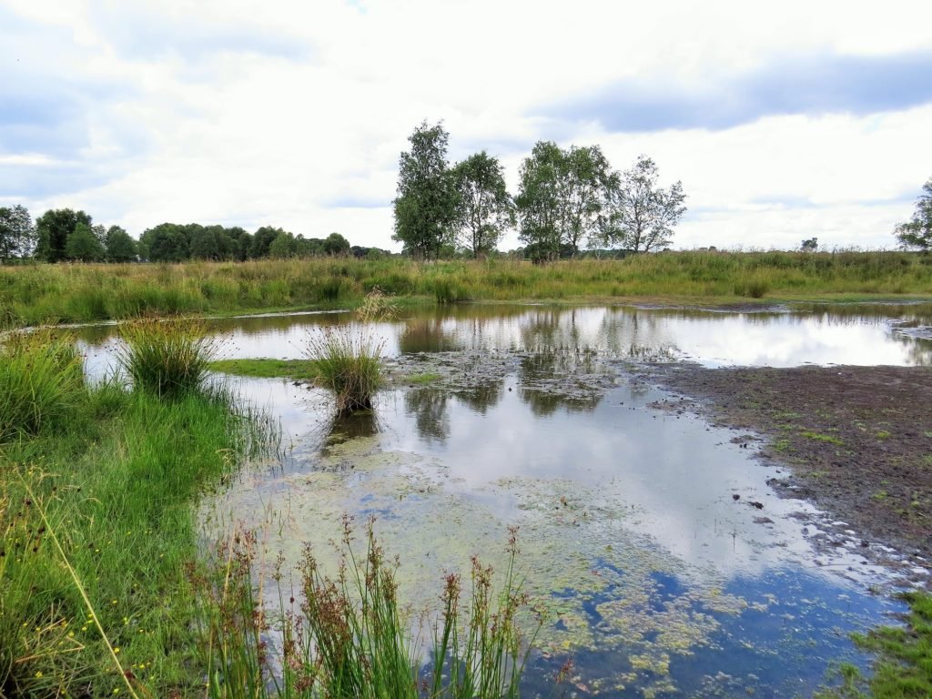 Flagship Pond site Strensall Common is home to the tiny aquatic fern Pillwort and many other special pond plants and animals. Photo: Anne Heathcote/Freshwater Habitats Trust