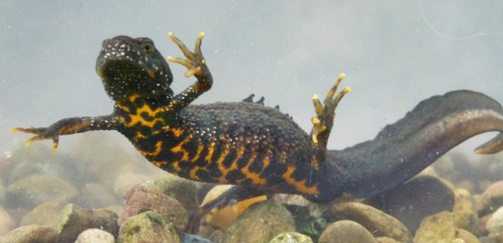 Great Crested Newt (c) David Orchard