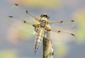 Many dragonflies and damseflies thrive in garden ponds (c) Anne Heathcote