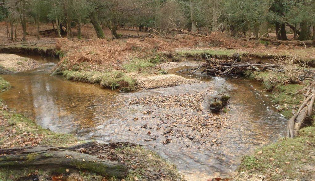 New Forest river by Dominic Longley cropped