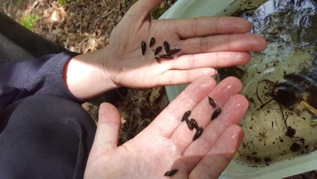 Lots of small Pond Mud Snail shells in hands at Stow Bedon