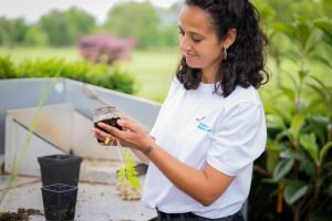 Woman removing rare aquatic plant from its potwith 