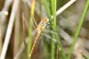 Close up of Common Darter resting on a plant