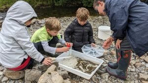 Three primary school boys investigate creatures in a tray of water from the River Irfon