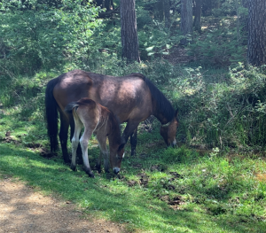 Pony and fowl grazing in the New Forest.