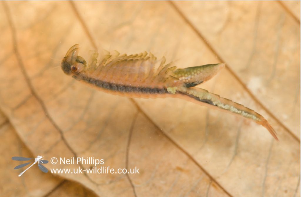 Fairy sales shrimp aquarium