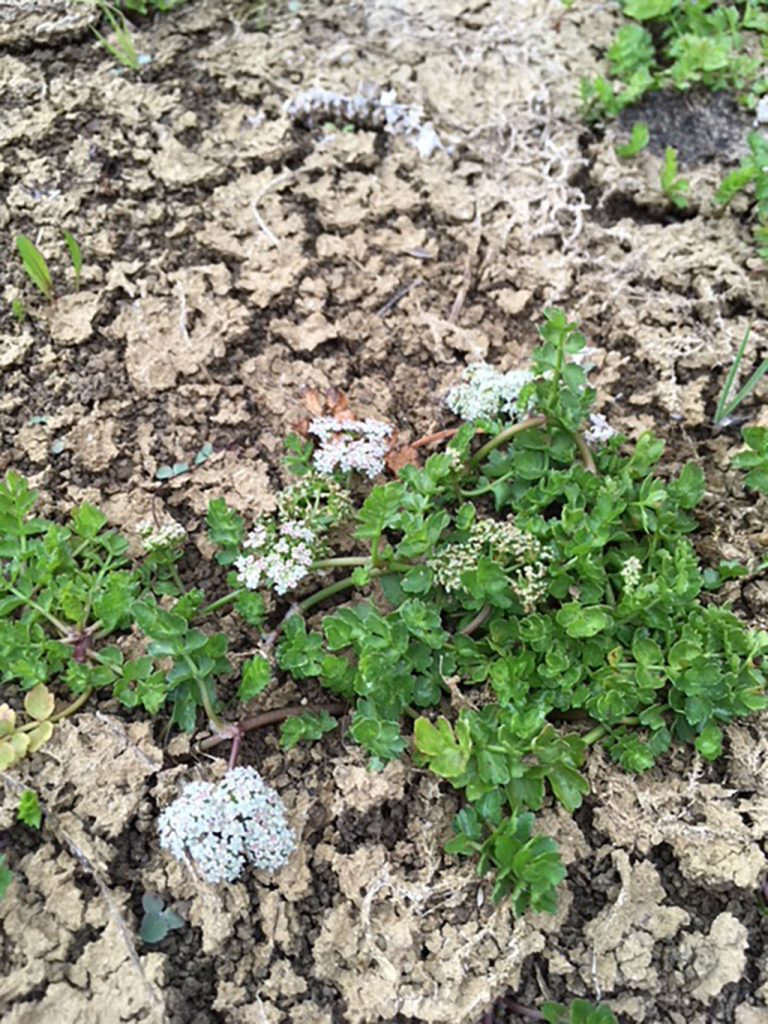 Common Cotton-grass - Species Directory - Freshwater Habitats Trust