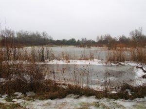 Icy pond with vegetation