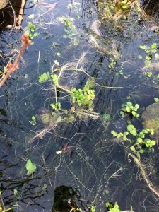 Frogspawn in a pond, with plants growing around it.
