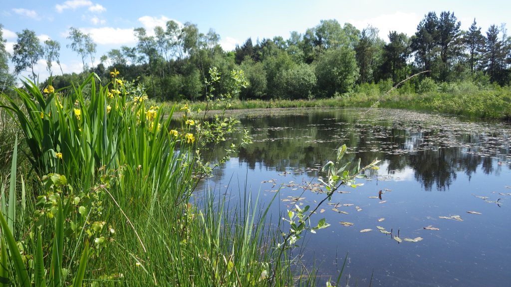 Store Pond