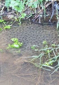Large clump of frogspawn in a pond with vegetation.