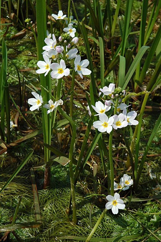 Common Cotton-grass - Species Directory - Freshwater Habitats Trust