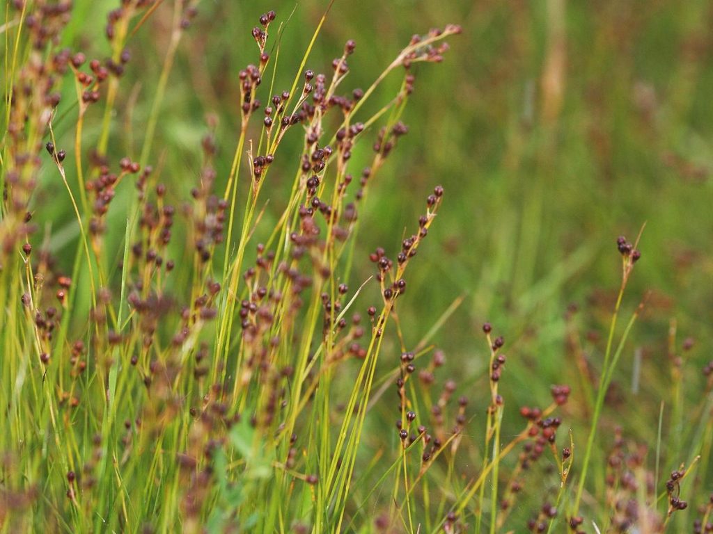 Round-fruited Rush - Species Directory - Freshwater Habitats Trust