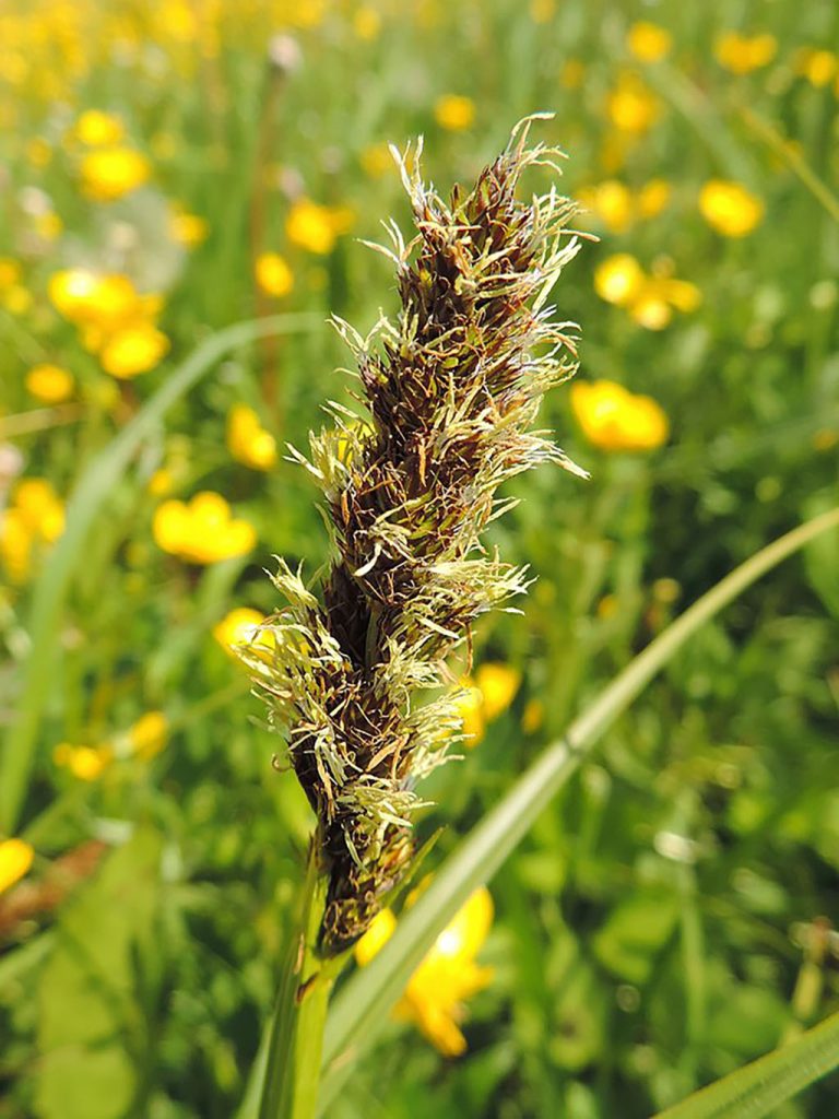 True Fox Sedge Species Directory Freshwater Habitats Trust