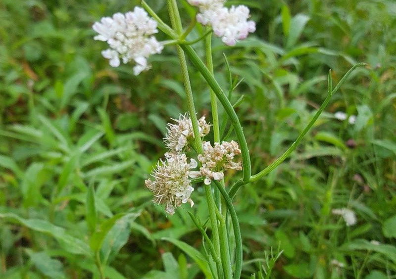 Tubular Water-dropwort - Species Directory - Freshwater Habitats Trust