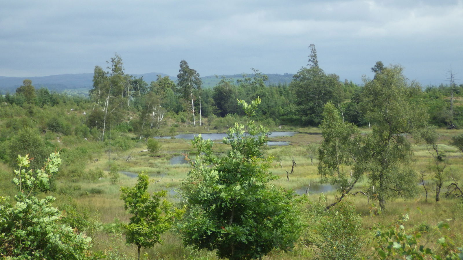 Freshwater Habitats Trust fights for irreplaceable ponds - Freshwater ...