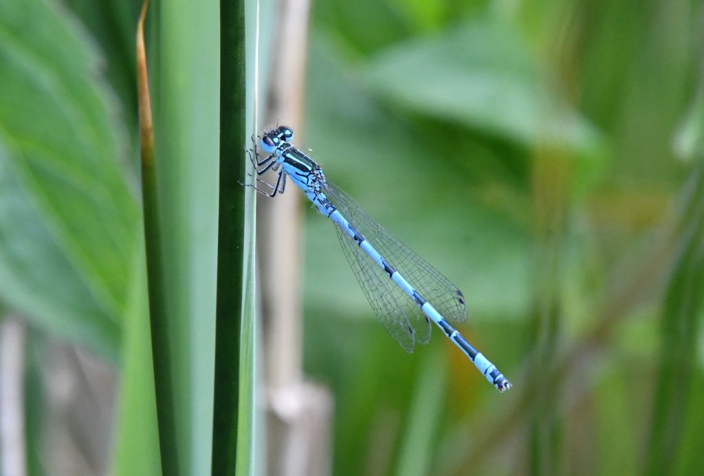 Blue damsel online fly