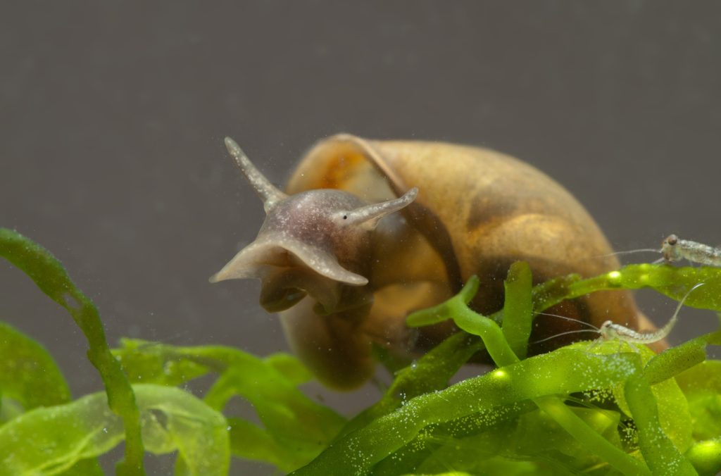 Pond best sale snail aquarium