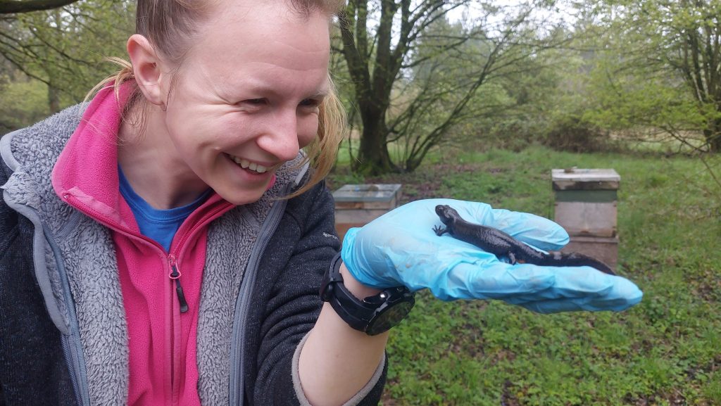 Great crested newts at more than half of new scheme’s pond sites