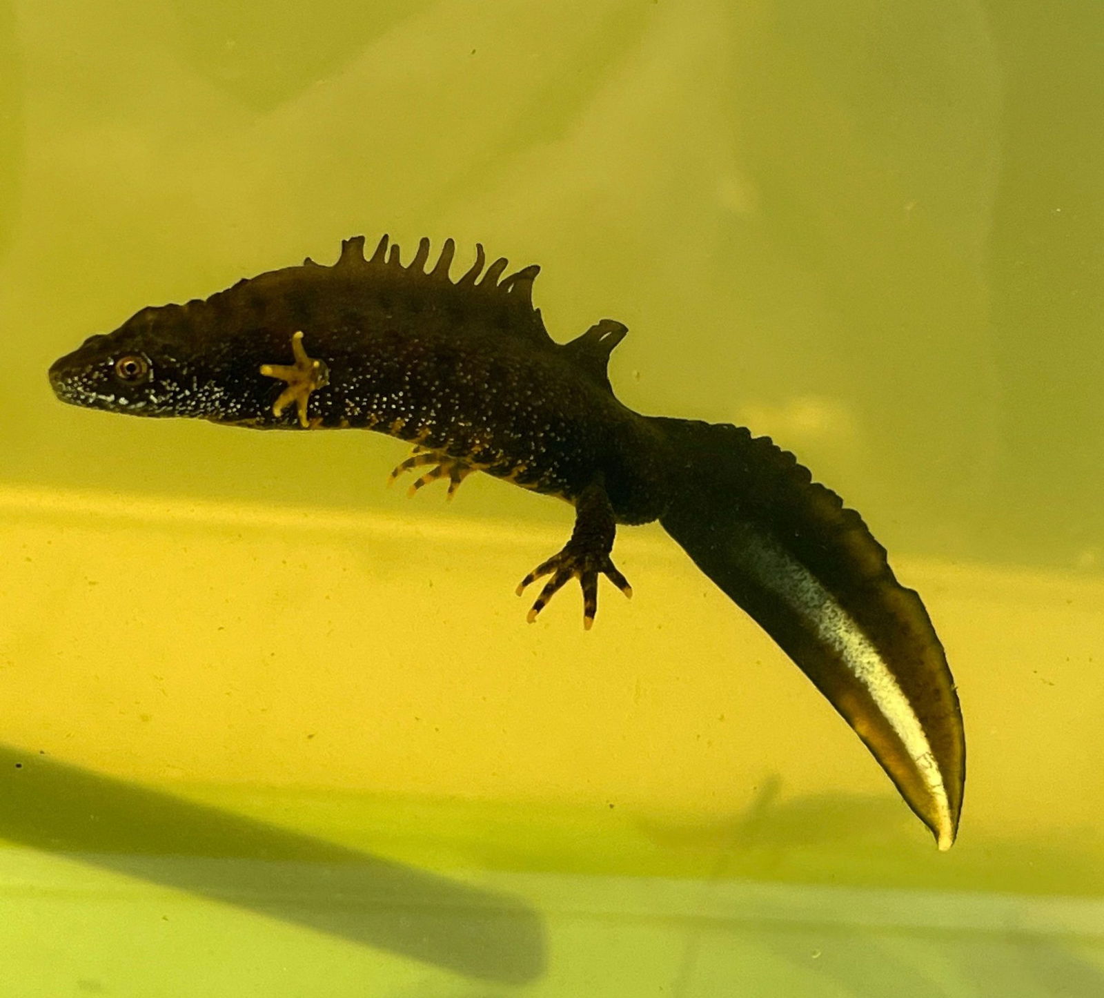 Great crested newts at more than half of new scheme’s pond sites